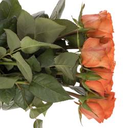 Rose orange Wave 60cm