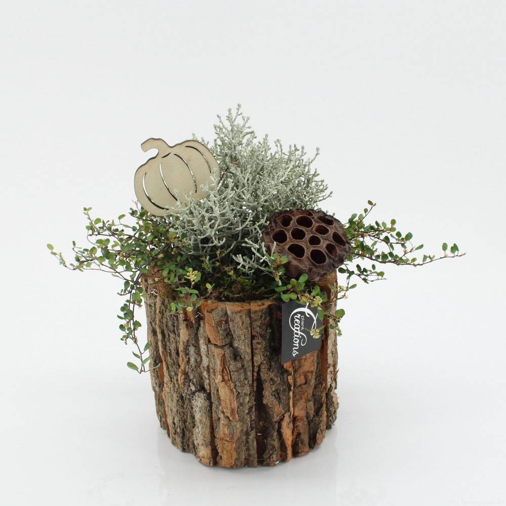 Garten.Arr-2530 Herbst T14 H025