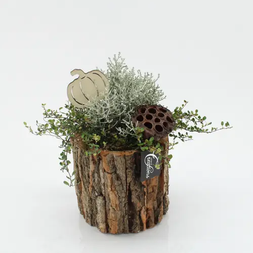 Garten.Arr-2530 Herbst T14 H025