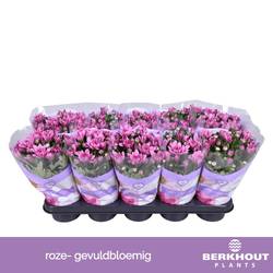 Chrysantheme Gef. lila Pink Dynamic T12 H026