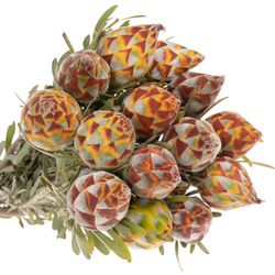 Leucadendron Rubrum Kugel 40cm