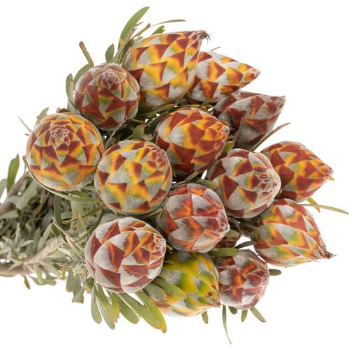 Leucadendron Rubrum Kugel 40cm