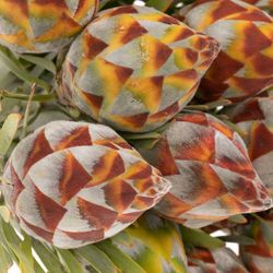 Leucadendron Rubrum Kugel 40cm