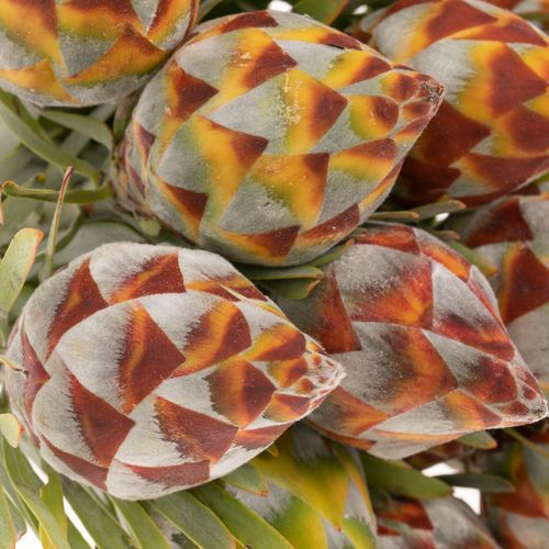 Leucadendron Rubrum Kugel 40cm