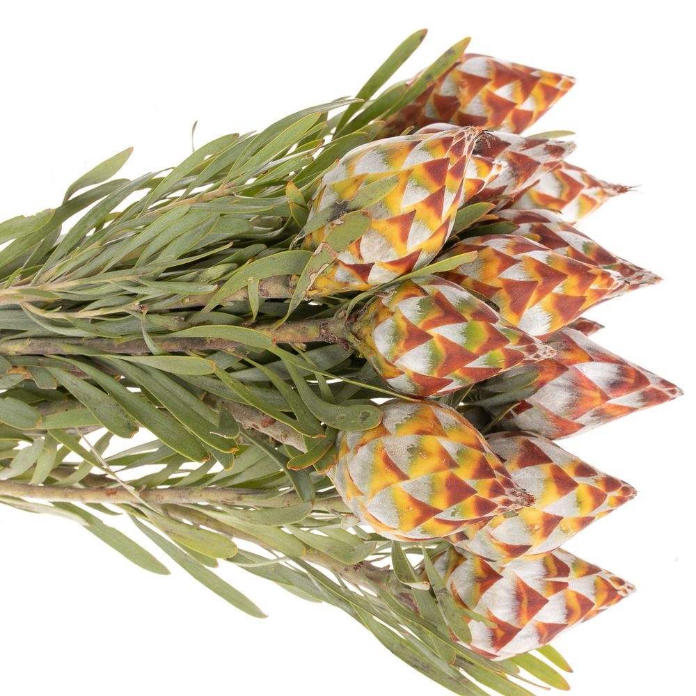 Leucadendron Rubrum Kugel 40cm
