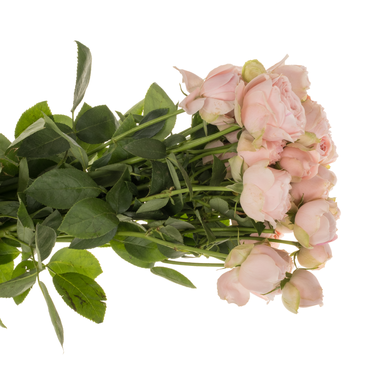 Rose verzweigt hell rosa Silva Sweet 6+Blüte 60cm