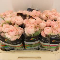 Rose verzweigt hell rosa Silva Sweet 6+Blüte 60cm