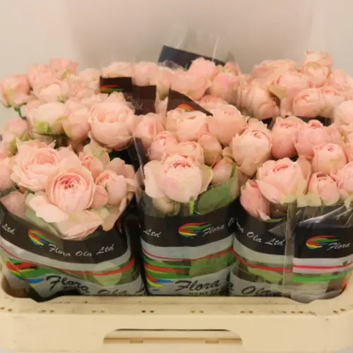 Rose verzweigt hell rosa Silva Sweet 6+Blüte 60cm