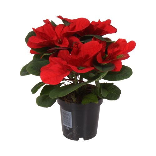 Poins.rot Christmas Mouse T10,5 H25