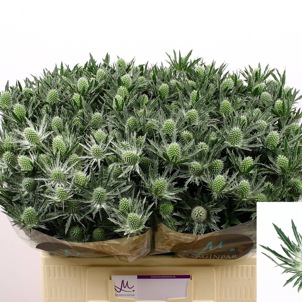 Distel weiss Orion Sirius Natur 60cm