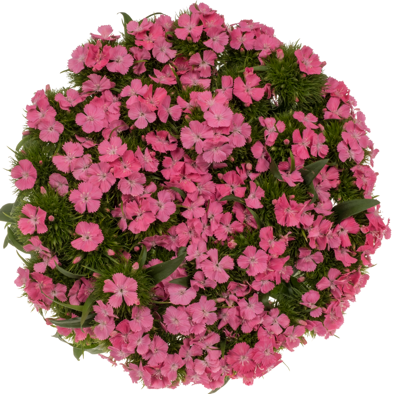 Bartnelke rosa Sweet Will Maxine 60cm