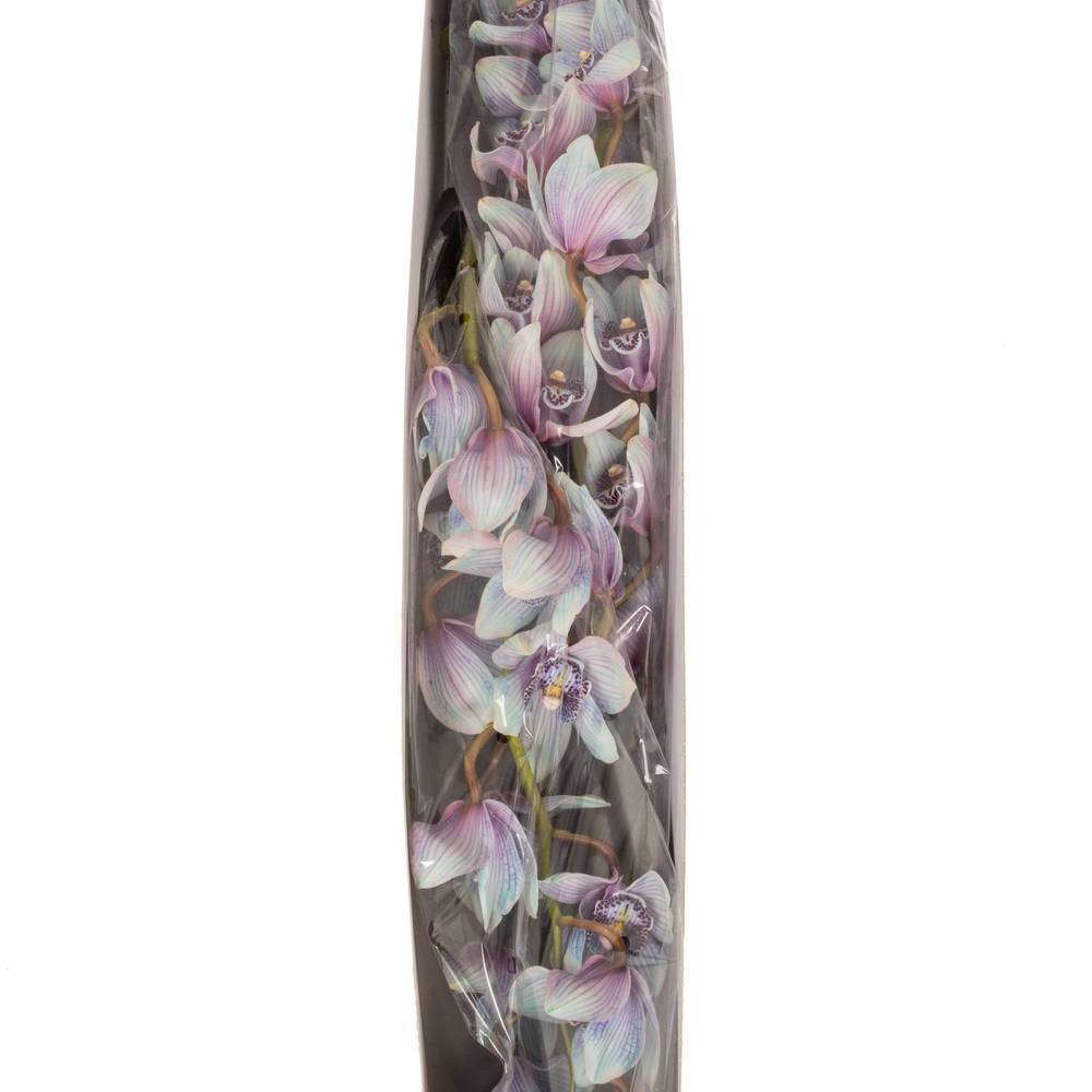 Cymbidium blau Bubblegum gefärbt80cm13+Blüte