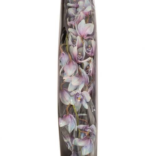 Cymbidium blau Bubblegum gefärbt80cm13+Blüte