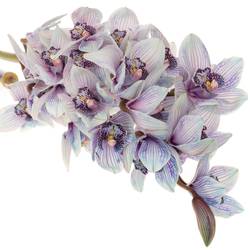 Cymbidium blau Bubblegum gefärbt80cm13+Blüte