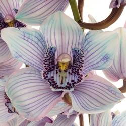 Cymbidium blau Bubblegum gefärbt80cm13+Blüte