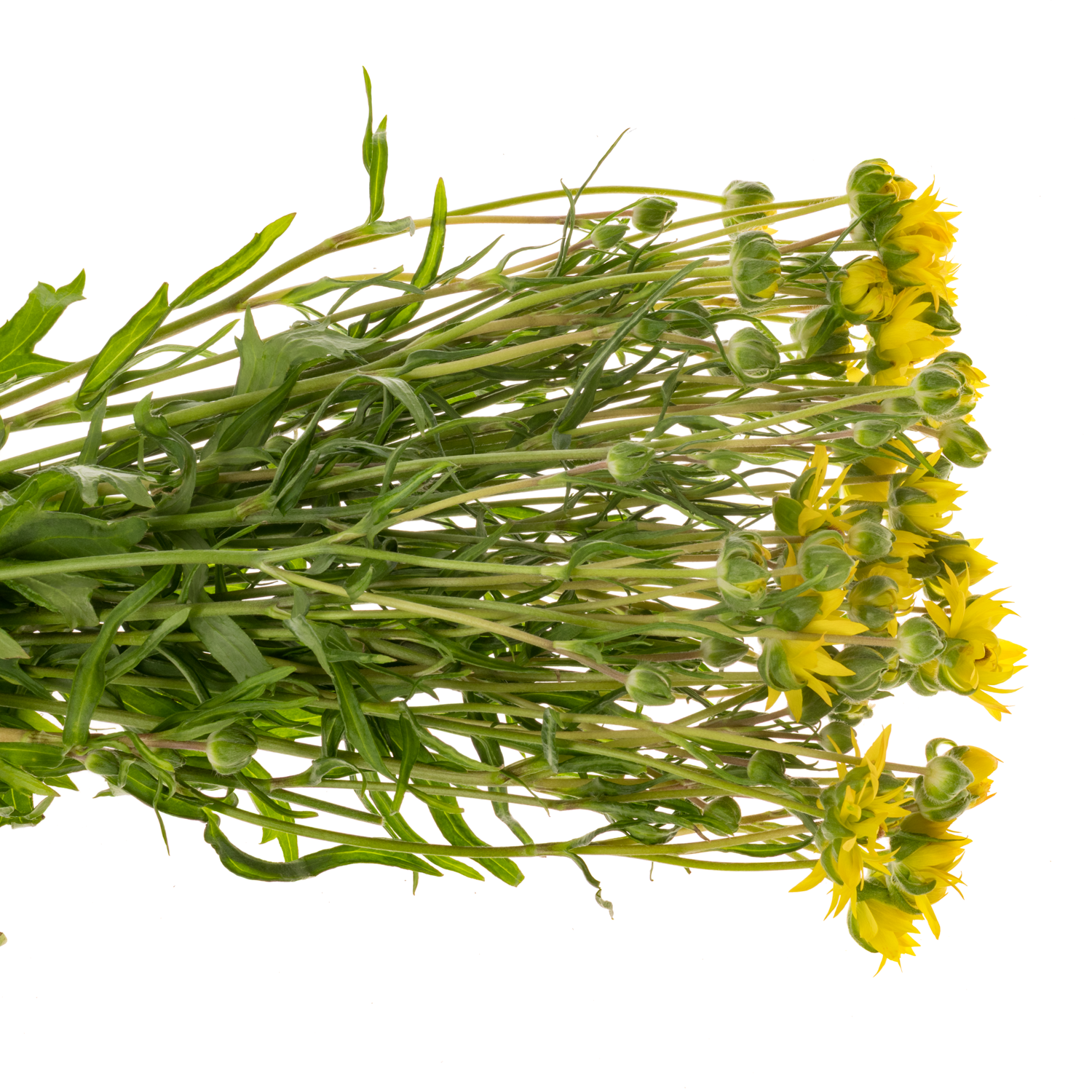 Ranunkel gelb  Natura Moderna Proxima S 60cm