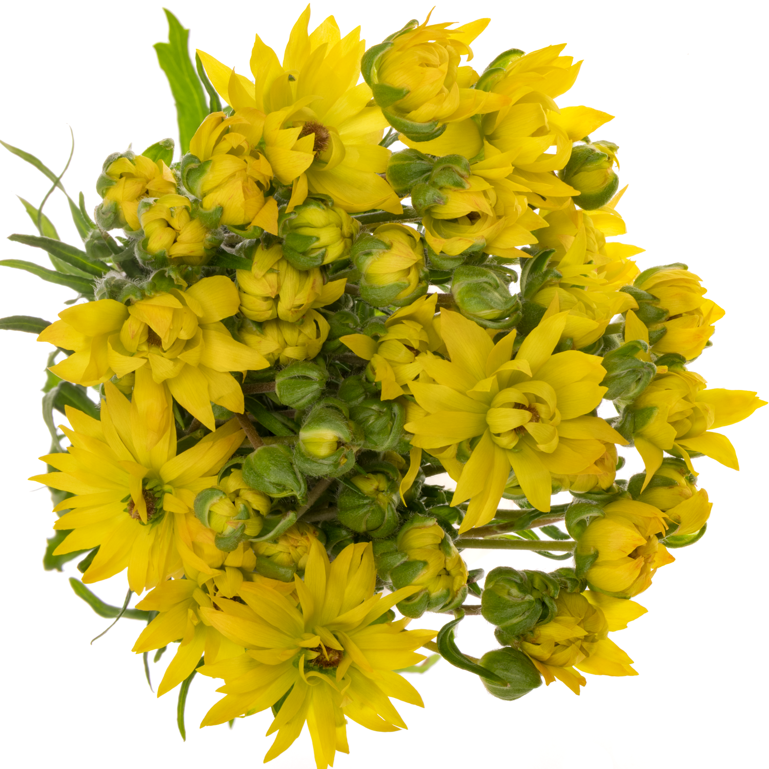 Ranunkel gelb  Natura Moderna Proxima S 60cm