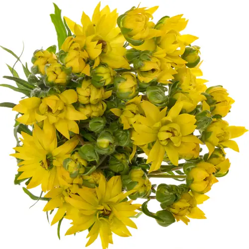 Ranunkel gelb  Natura Moderna Proxima S 60cm