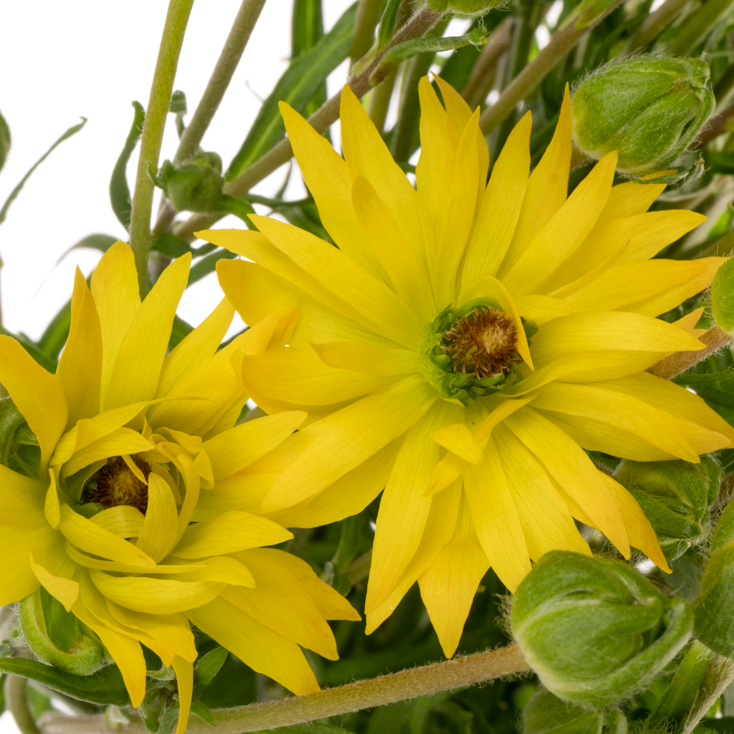 Ranunkel gelb  Natura Moderna Proxima S 60cm