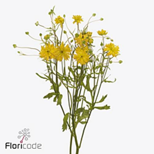 Ranunkel gelb  Natura Moderna Proxima S 60cm