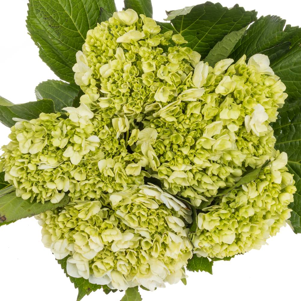 Hortensie grün/weiss Lima Bol 17cm 45cm