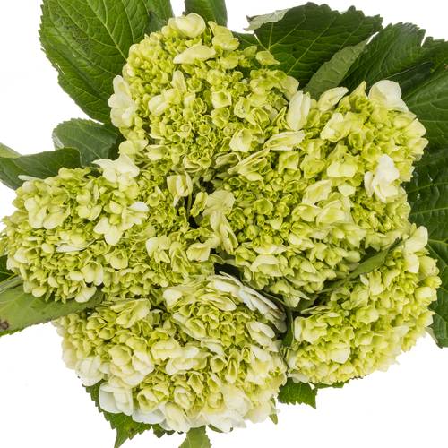 Hortensie grün/weiss Lima Bol 17cm 45cm