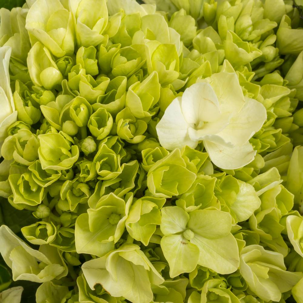 Hortensie grün/weiss Lima Bol 17cm 45cm