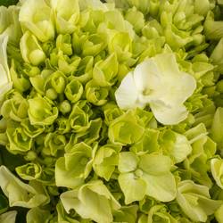 Hortensie grün/weiss Lima Bol 17cm 45cm
