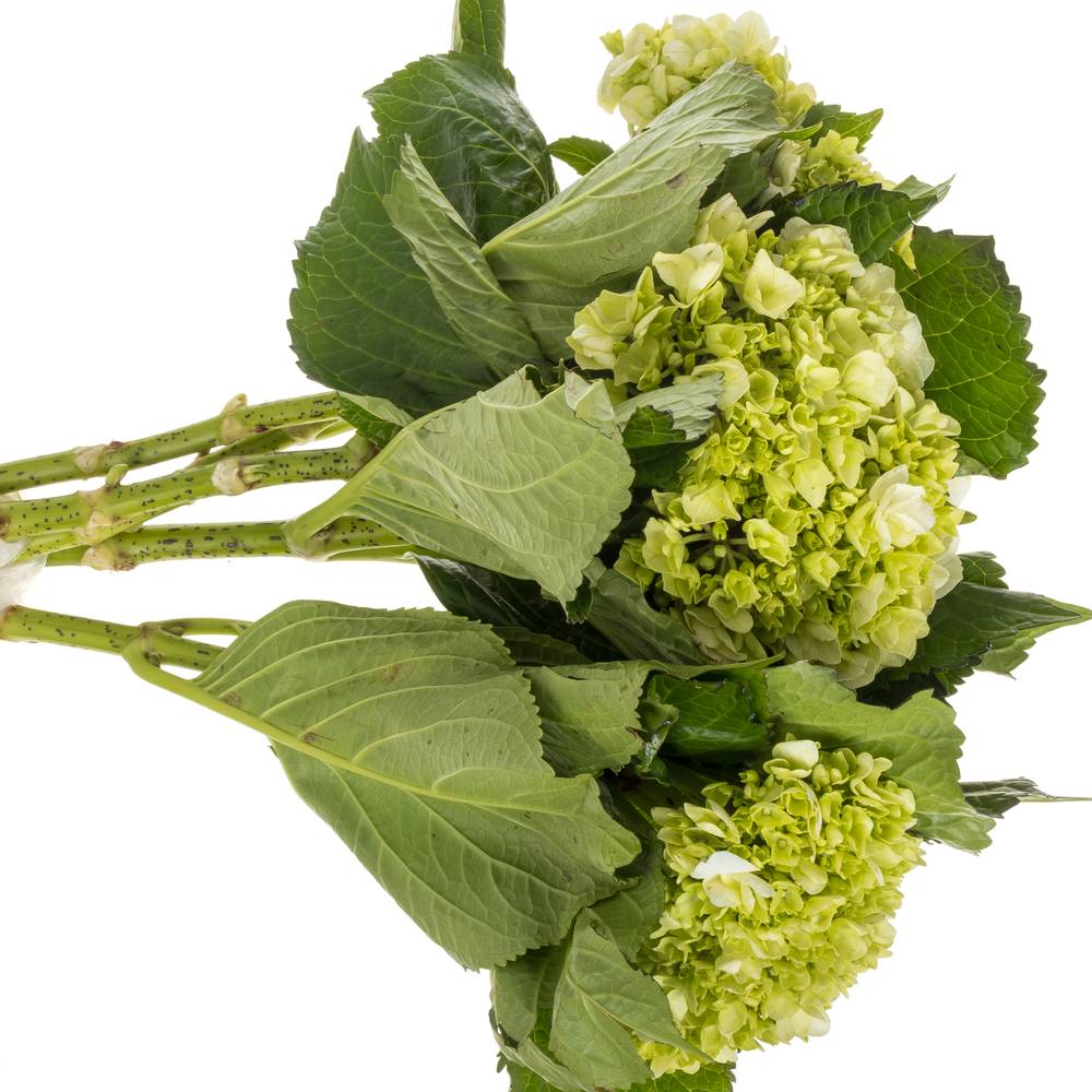 Hortensie grün/weiss Lima Bol 17cm 45cm
