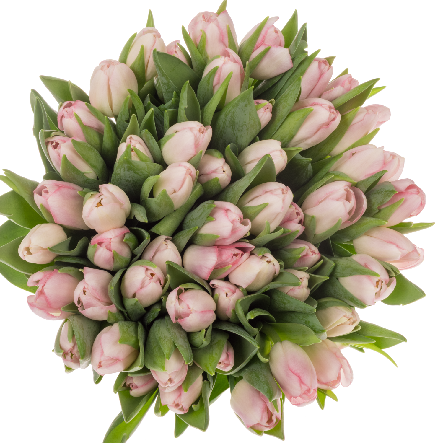 Tulpe rosa Dynasty 26 Gramm