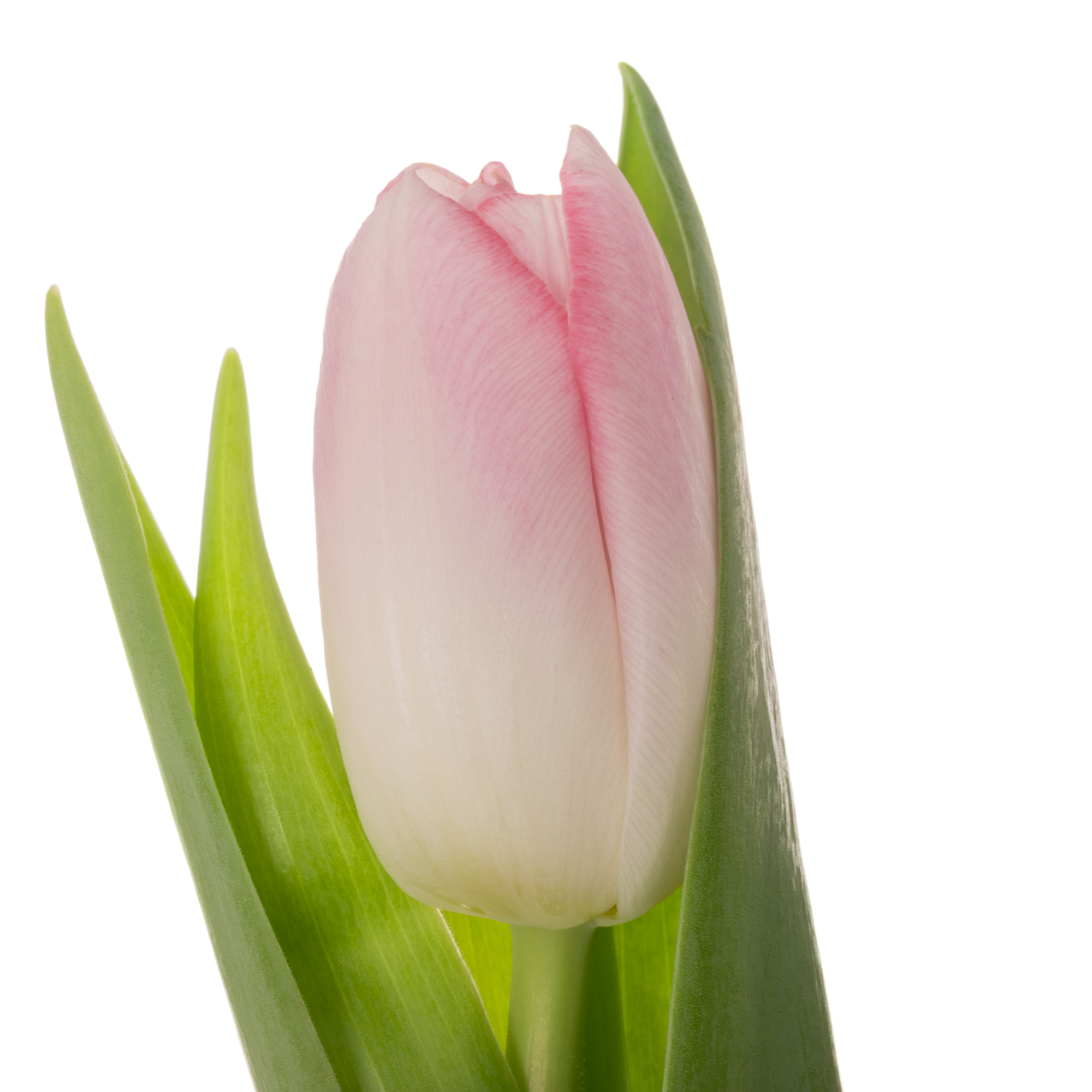 Tulpe rosa Dynasty 26 Gramm