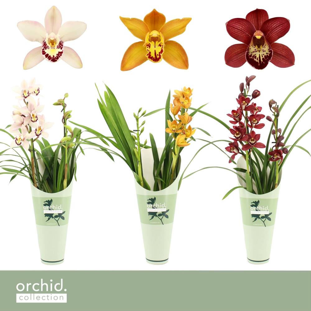 Cymbidium 2-R mix T12 H050