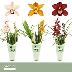 Cymbidium 2-R mix T12 H050