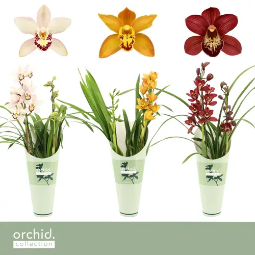 Cymbidium 2-R mix T12 H050