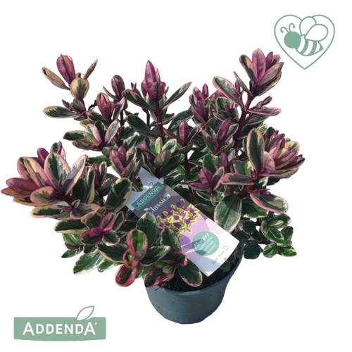 Hebe lila Tricolor Addenda T12 H030