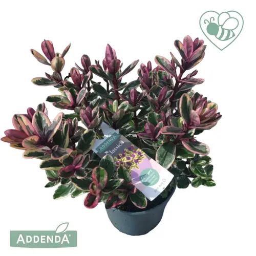 Hebe lila Tricolor Addenda T12 H030