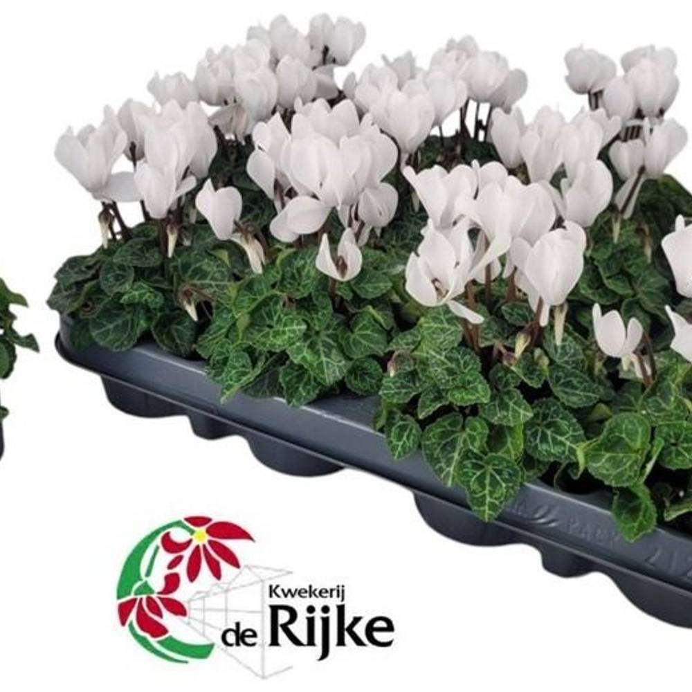 Cyclame weiss mini T07 H015