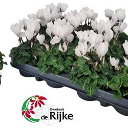 Cyclame weiss mini T07 H015