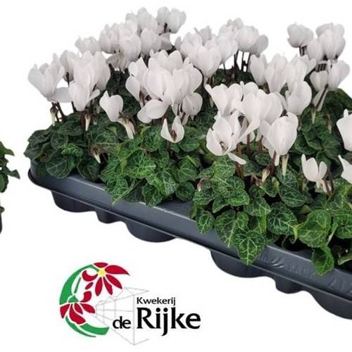Cyclame weiss mini T07 H015