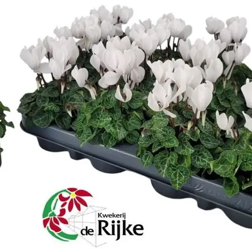 Cyclame weiss mini T07 H015