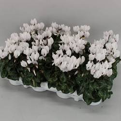 Cyclame weiss mini T07 H015