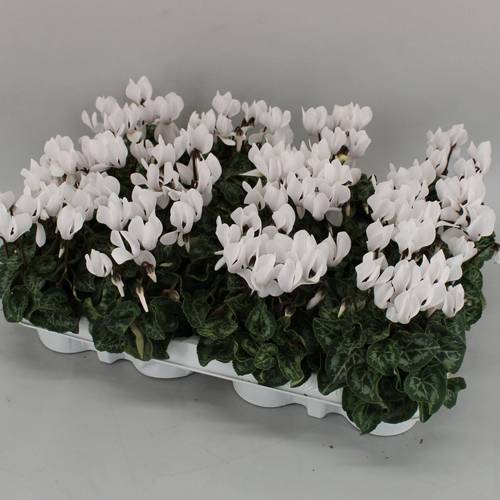 Cyclame weiss mini T07 H015