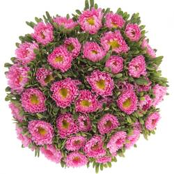 Sommeraster dunkel rosa 50cm