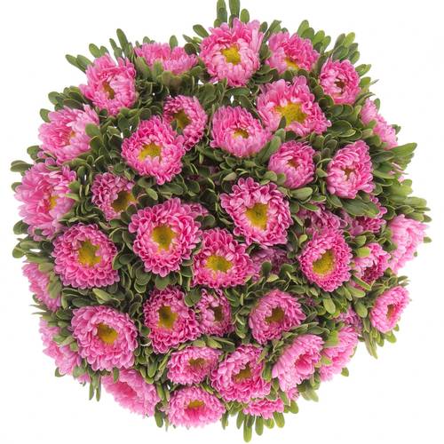 Sommeraster dunkel rosa 50cm