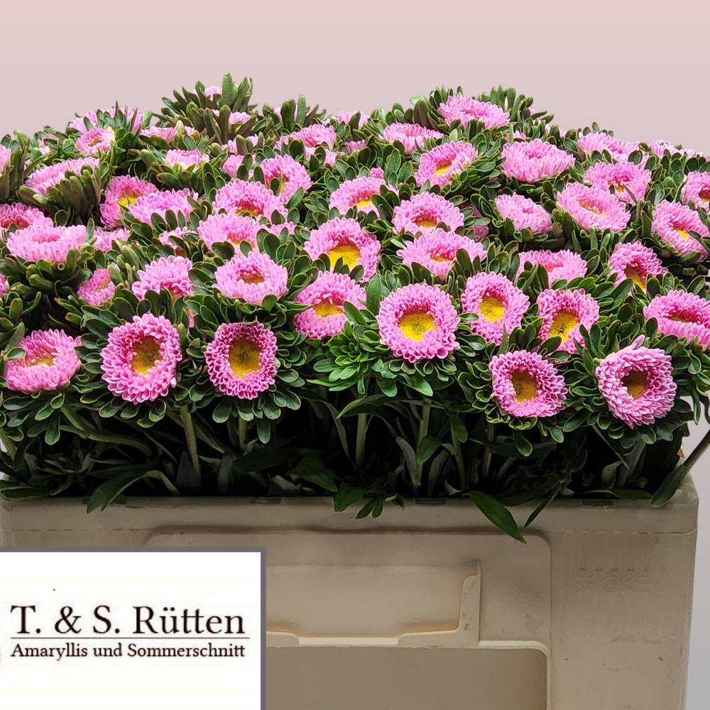 Sommeraster dunkel rosa 50cm