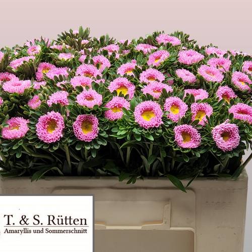 Sommeraster dunkel rosa 50cm