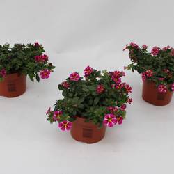 Calibrachoa Rave Pink Gestreift T13 H015