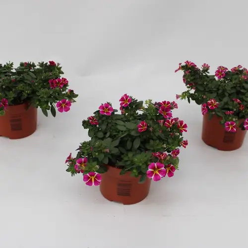 Calibrachoa Rave Pink Gestreift T13 H015