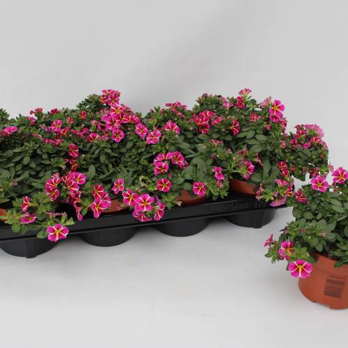 Calibrachoa rosa/weiss Rave Pink Gestreift T13 H015
