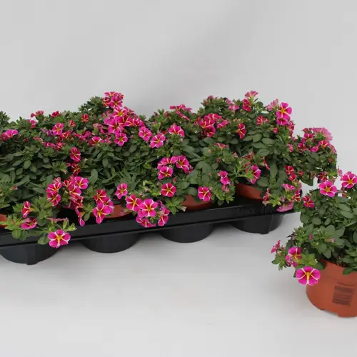 Calibrachoa rosa/weiss Rave Pink Gestreift T13 H015
